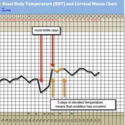 free BBT chart