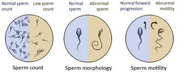 at home test sperm